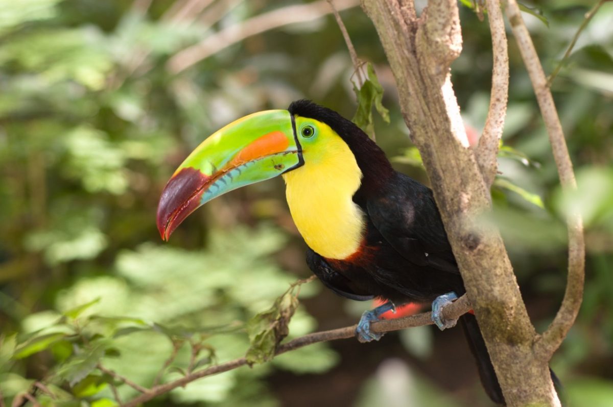 Exploración Mesoamérica Avistamiento de aves en Guatemala imagen