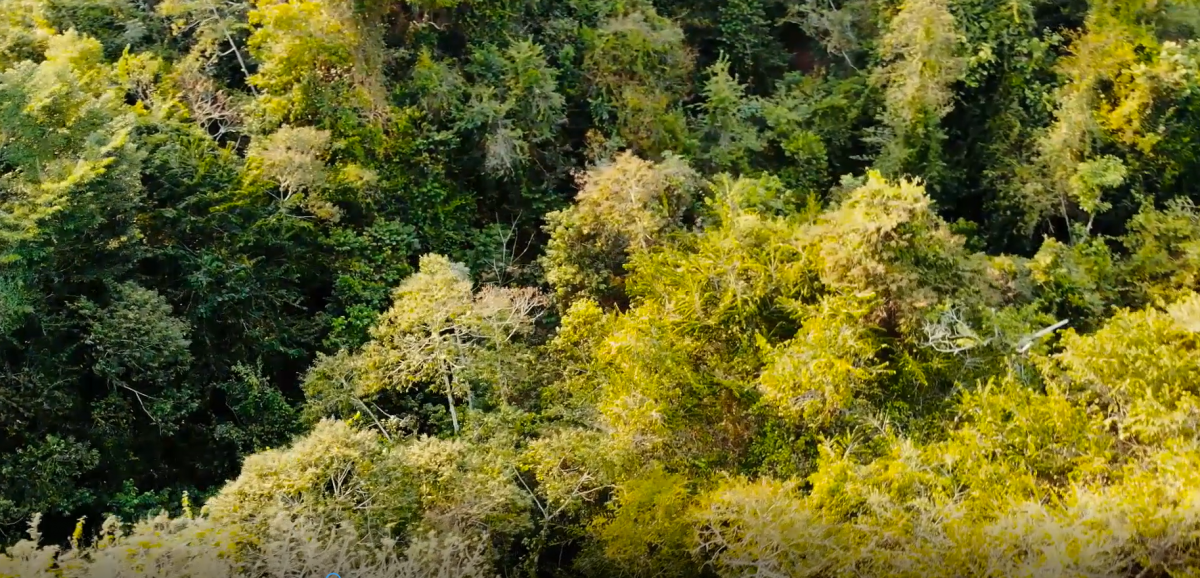 NAISA dedica espacios para la conservación de los ecosistemas imagen
