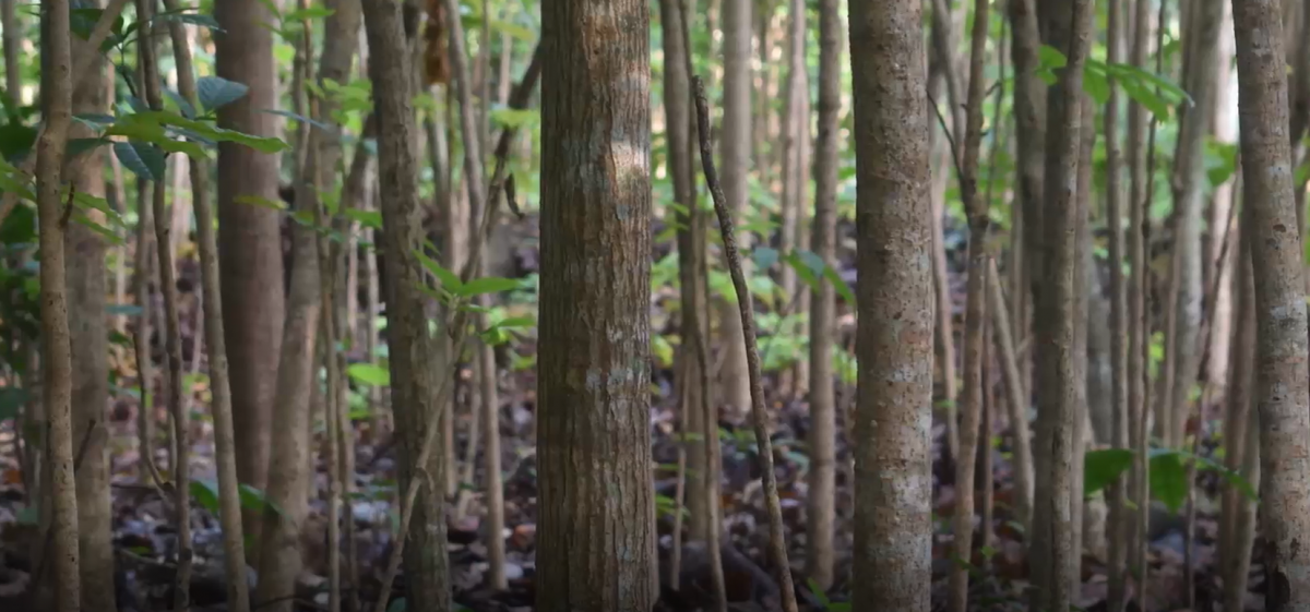 NAISA lucha contra la deforestación con espacios educativos imagen