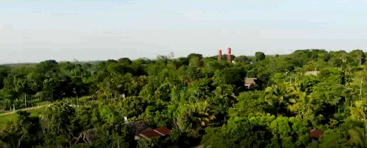 Crecimiento económico alrededor del aceite de palma imagen