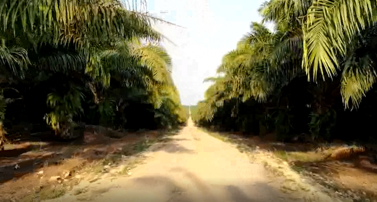 NAISA y su proyecto de palma sostenible imagen