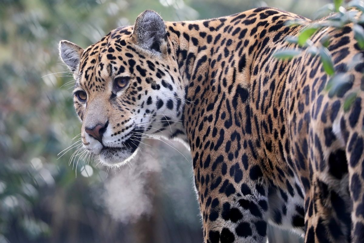 La Vida Silvestre se encuentra en alto riesgo  por la contaminación imagen