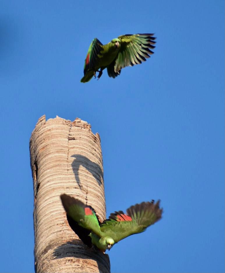 El crimen de Viteri y el tráfico de vida silvestre imagen