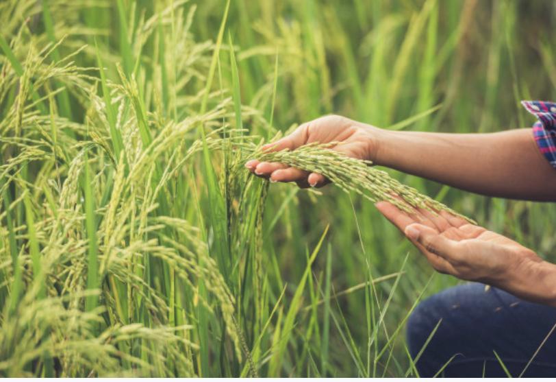 Sector arrocero nacional afectado por las importaciones del grano imagen