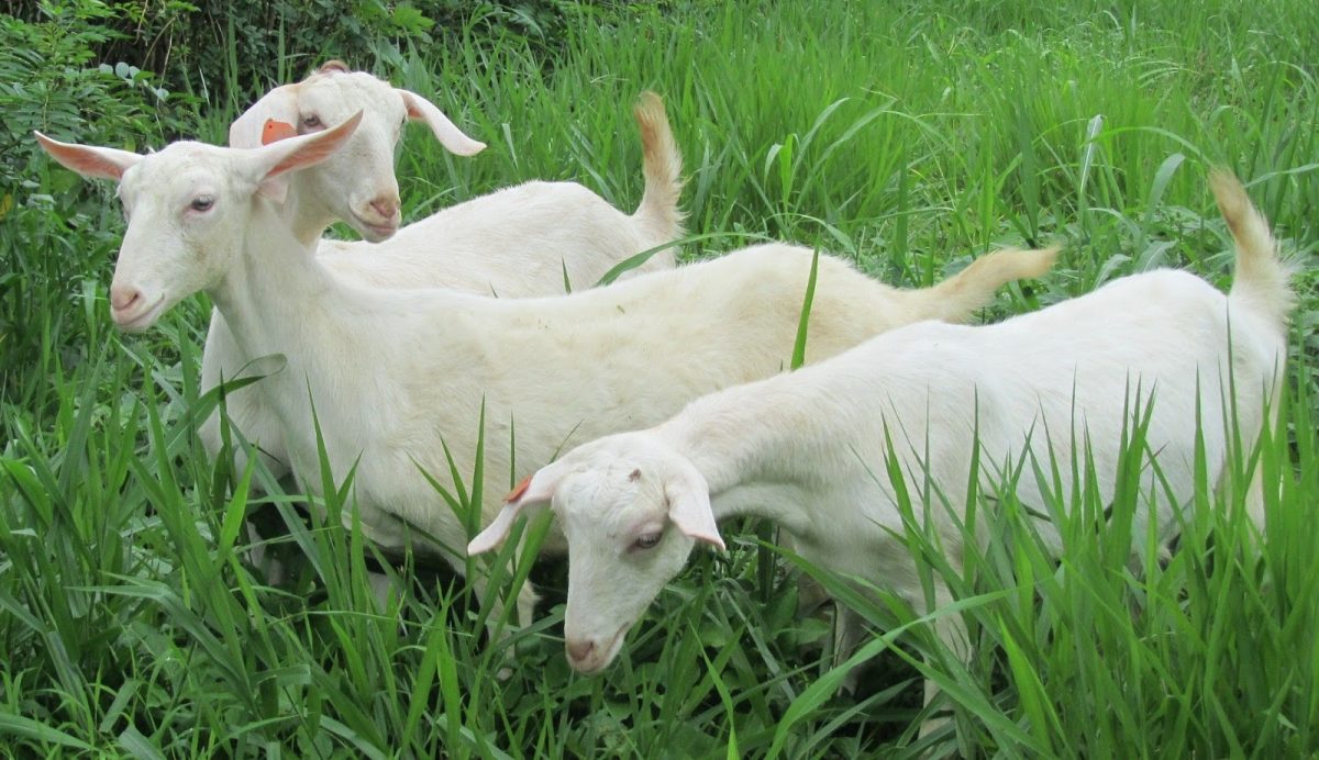 Conoce los beneficios de la leche de cabra en el sistema inmune imagen