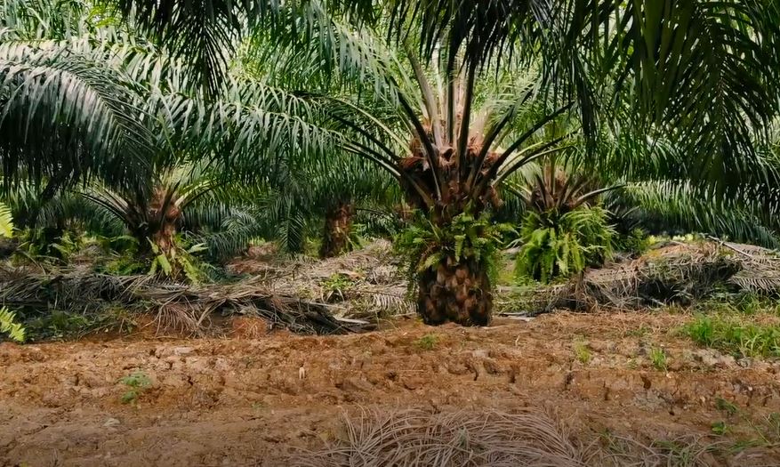 El aceite de palma como producto de exportación imagen