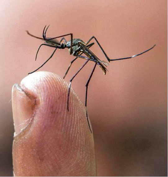 Malaria y dengue se suman a los problemas de salud en Guatemala imagen