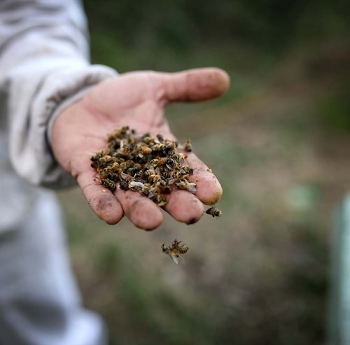 El envenenamiento de un millón de abejas en Bee Miel continúa impune imagen