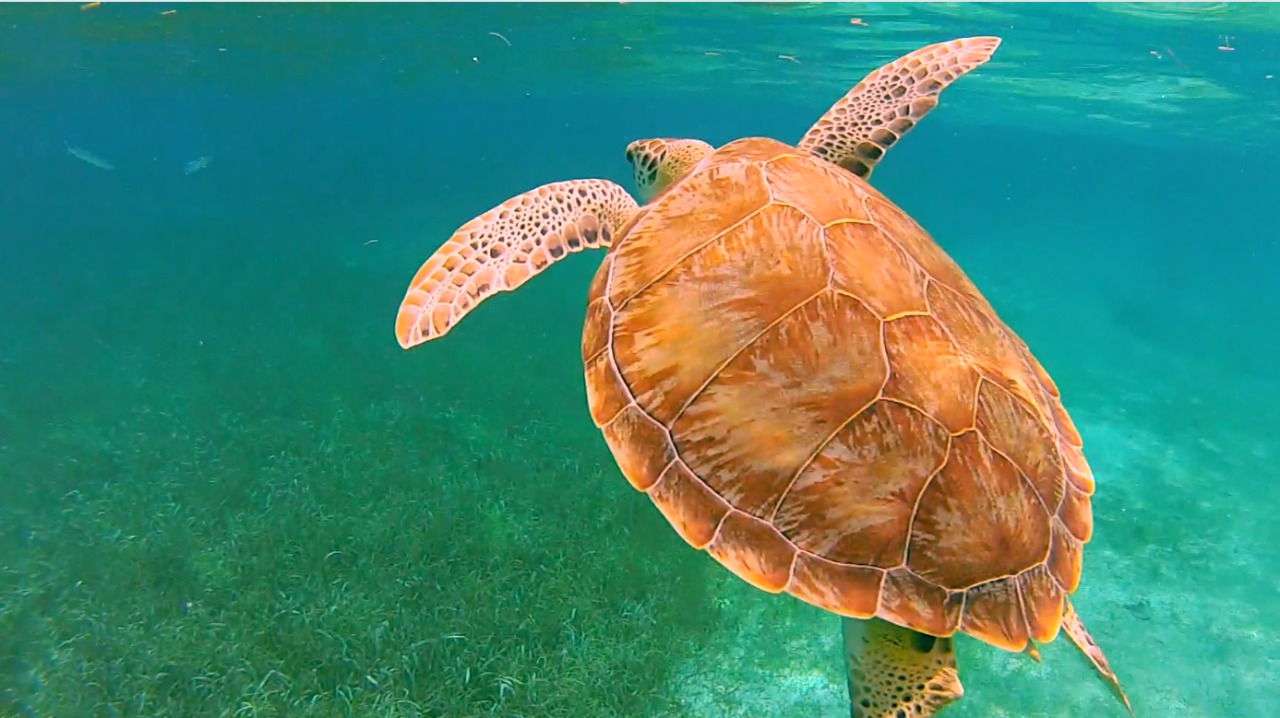 Conservación de Reserva Marina Hol Chan imagen