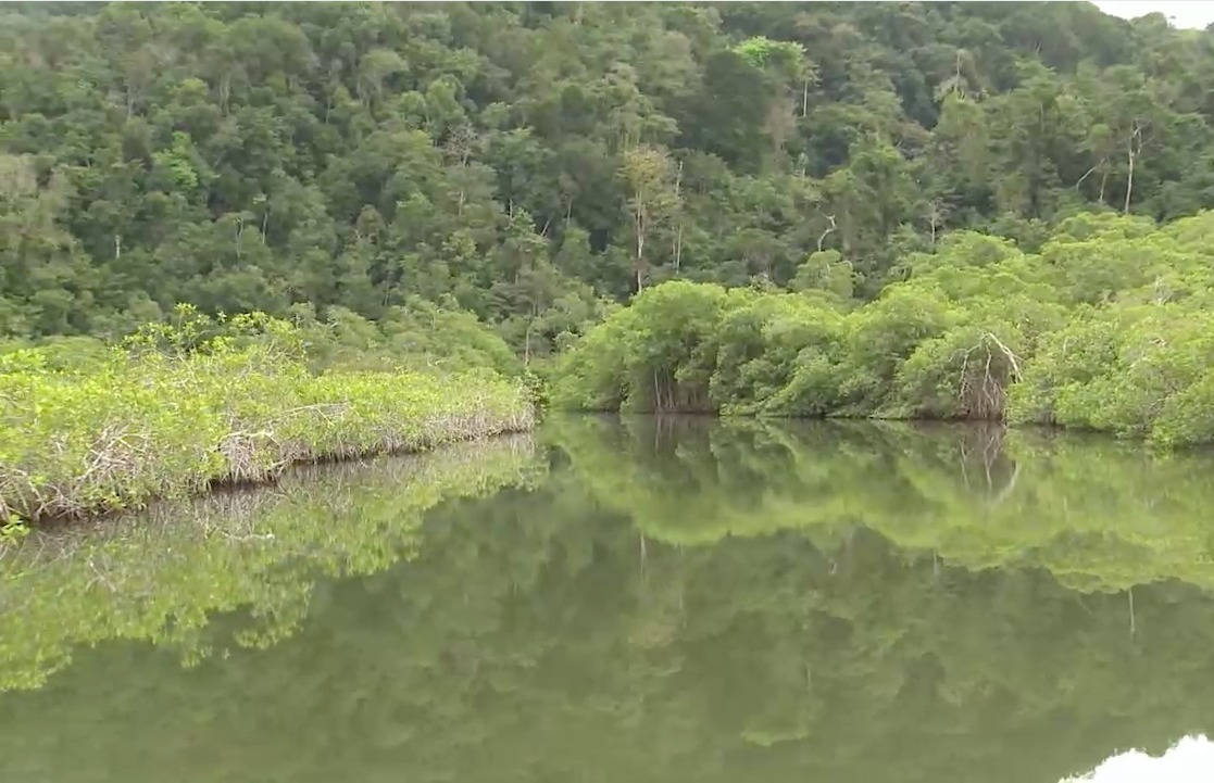 Los humedales de Guatemala imagen