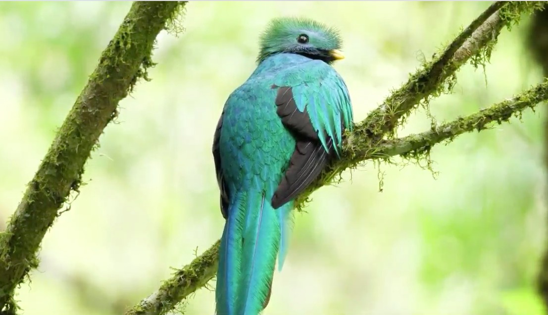 Biodiversidad en Guatemala imagen