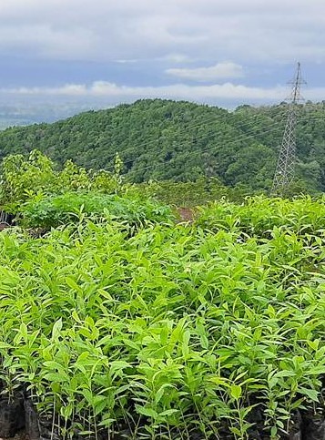 Mayaniquel, SA no tiene relación a los eventos en El Estor, Izabal imagen