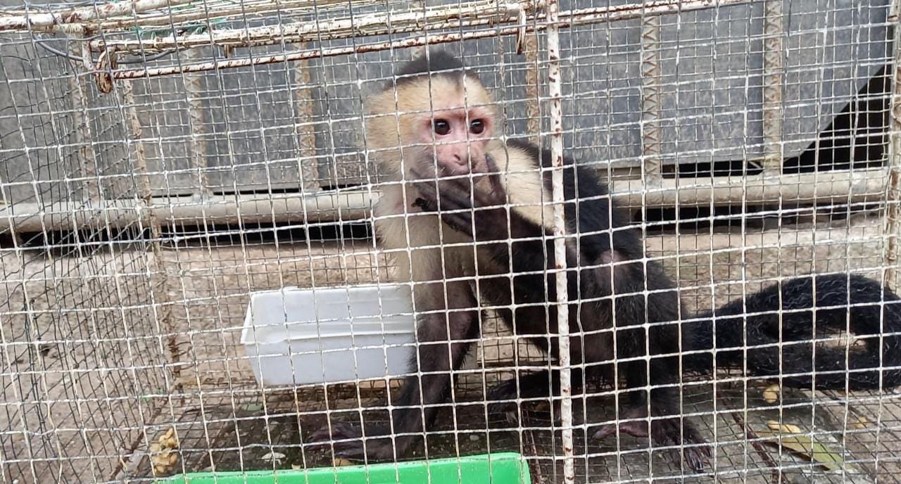 Debido a la destrucción de bosques, los animales ya no saben a donde ir imagen