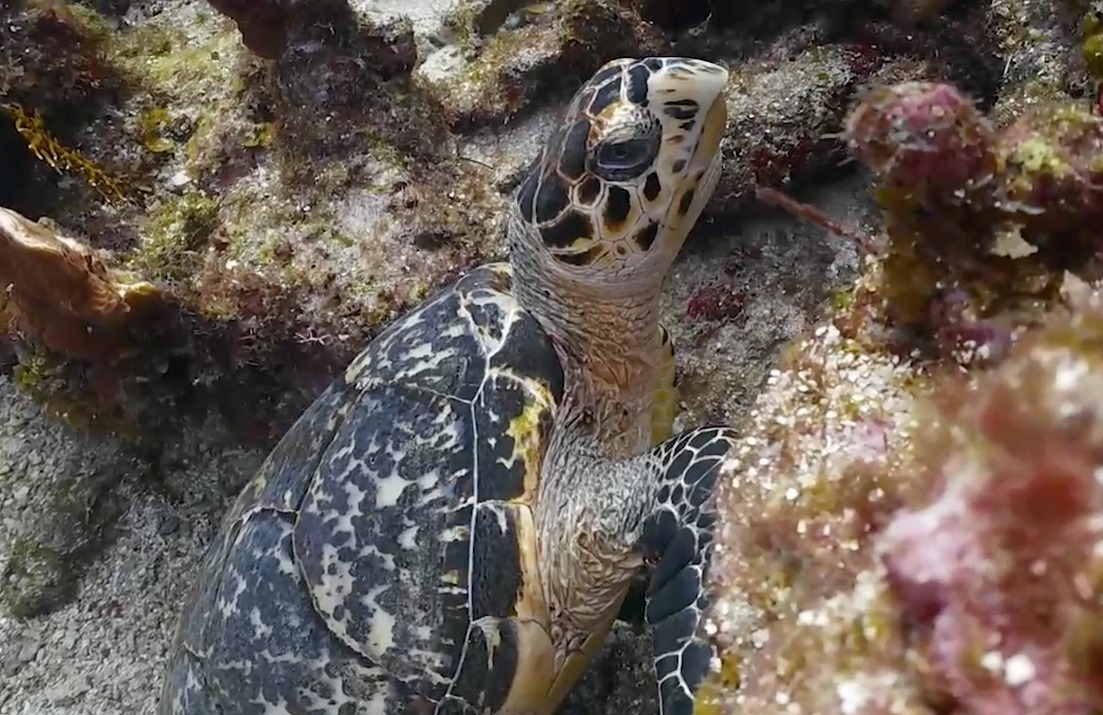 El sistema arrecifal mesoamericano imagen