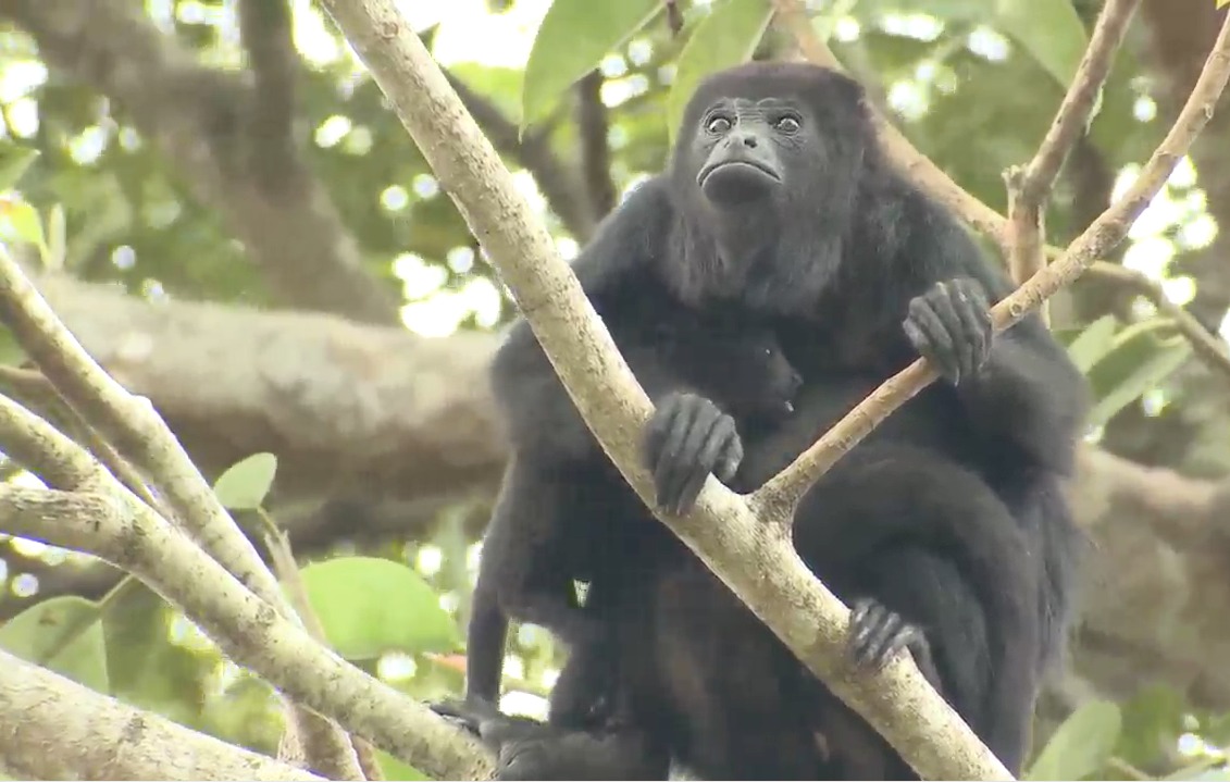La vida silvestre de Guatemala imagen