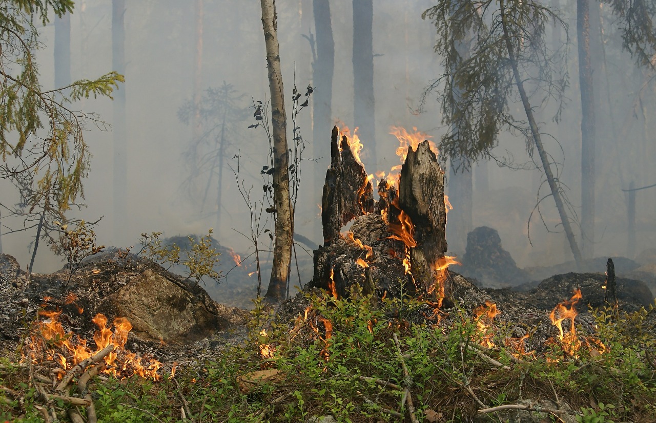 ¿Qué daños causan los incendios al medio ambiente? imagen