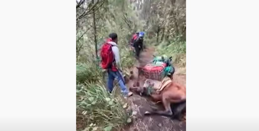 La indignación en redes por denuncias de maltrato animal en Volcán de Acatenango imagen