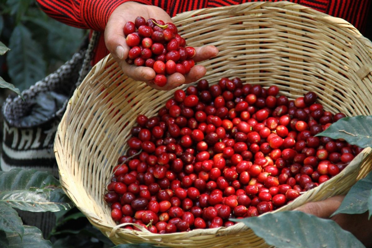 Retos del sector cafetalero ante las exigencias actuales imagen