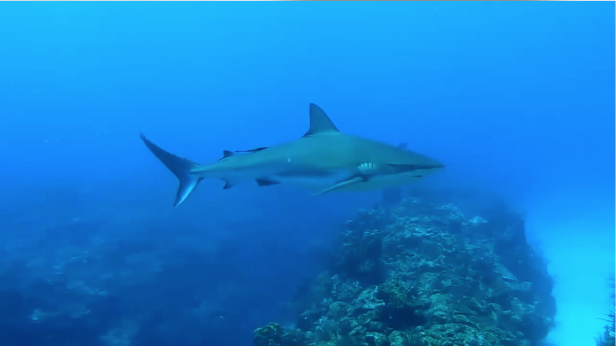 Explorando Mesoamérica imagen