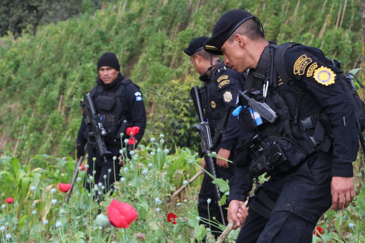 San Marcos: 324,412 matas de Amapola erradicadas en dos días en Ixchiguán y Tajumulco imagen