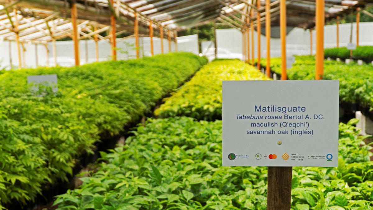 Banco Industrial se une al programa Priceless Planet Coalition de Mastercard imagen