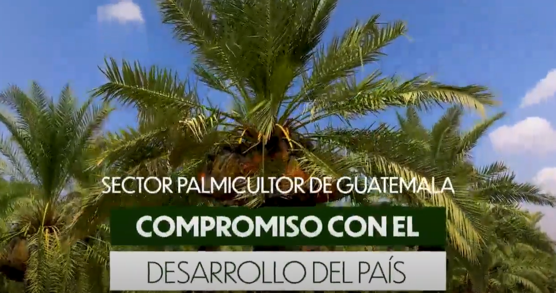 Sector palmicultor de Guatemala compromiso con el desarrollo del País imagen