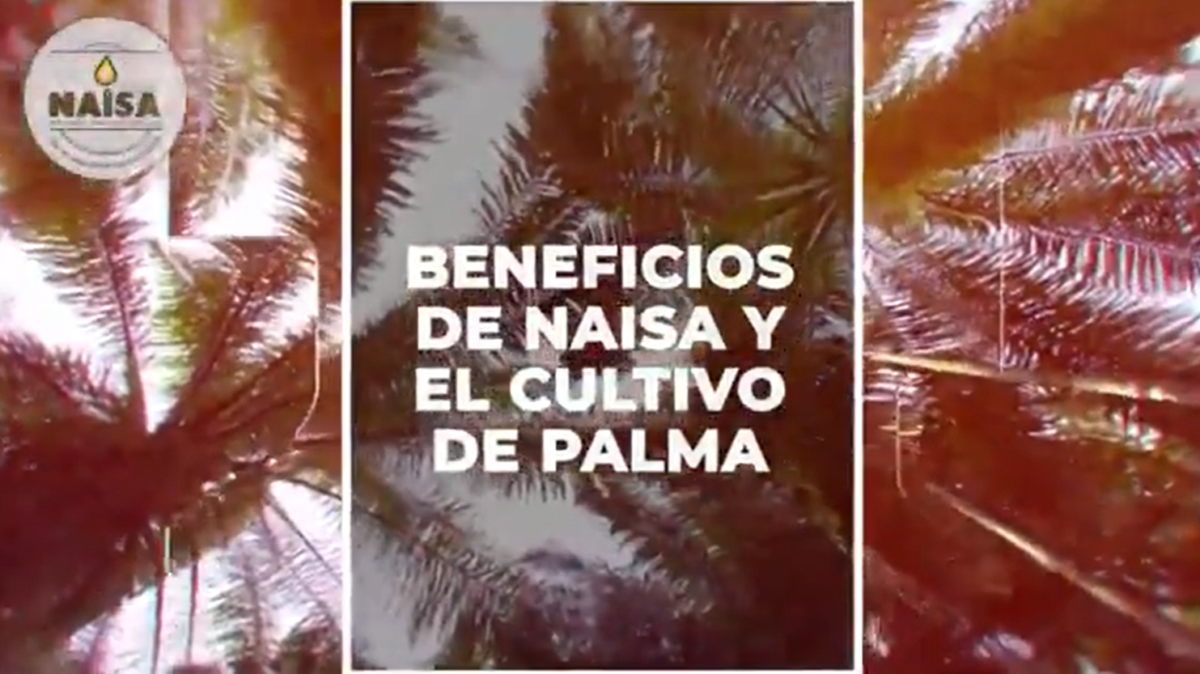 Beneficios de NAISA y el cultivo de palma imagen