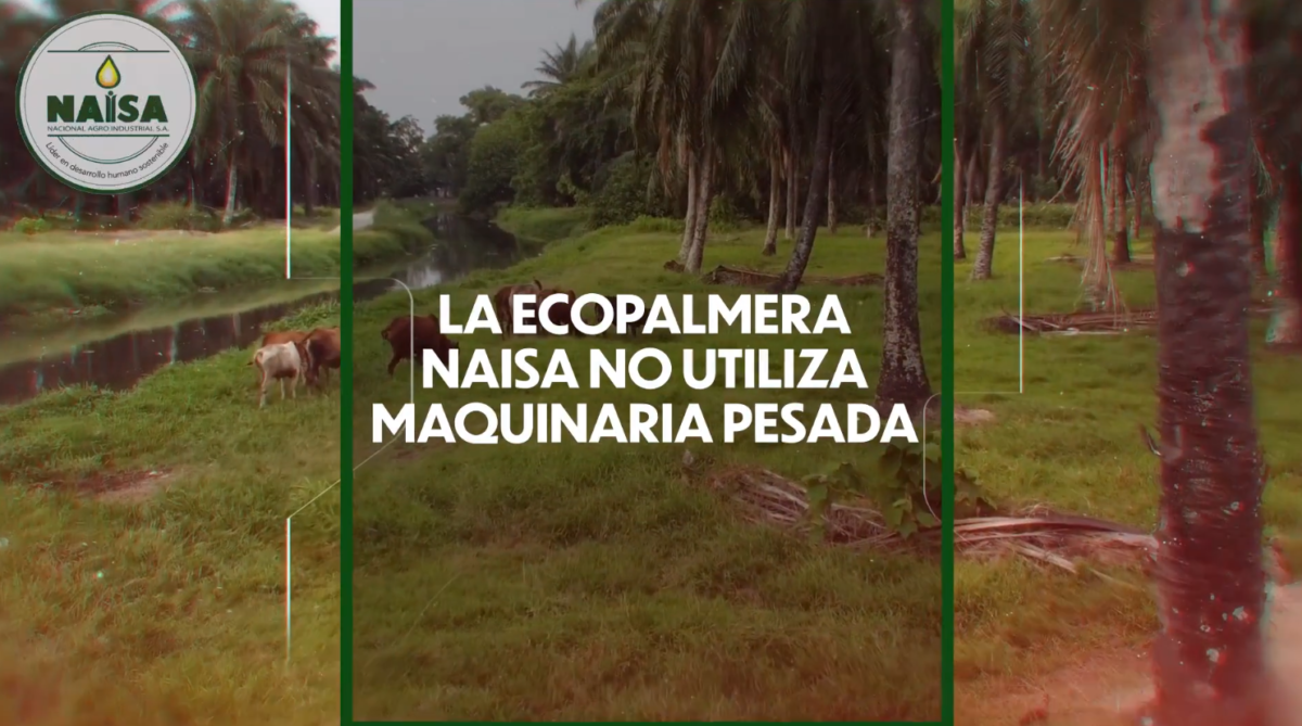 La ecopalmera NAISA no utiliza maquinaria pesada imagen