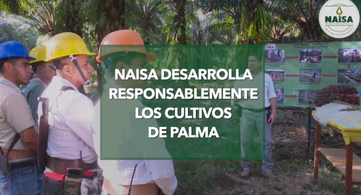 Naisa desarrolla responsablemente los cultivos de palma imagen