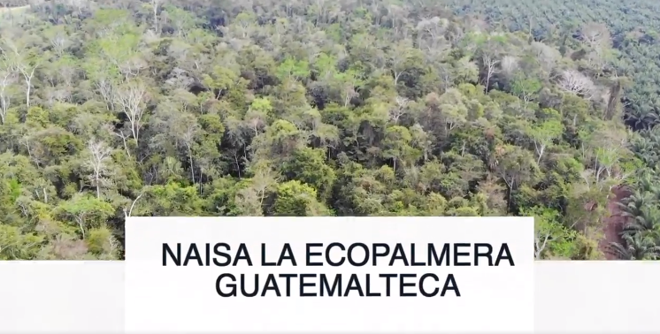 NAISA la ecopalmera guatemalteca imagen