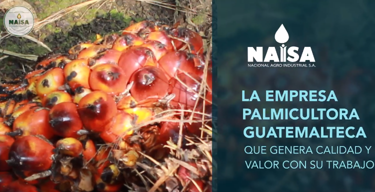 La empresa palmicultora guatemalteca que genera calidad y valor con su trabajo imagen