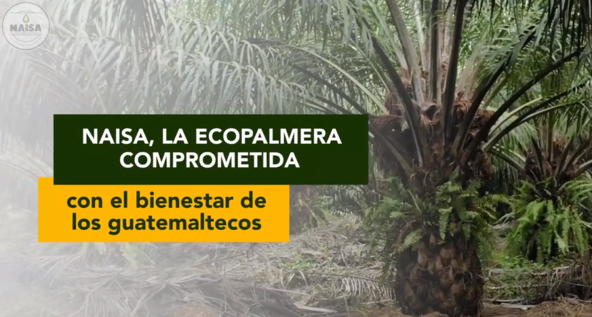 NAISA, la ecopalmera comprometida con el bienestar de los guatemaltecos imagen