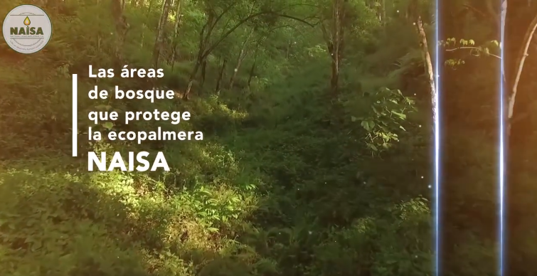 Las áreas de bosque que protege la ecopalmera NAISA imagen