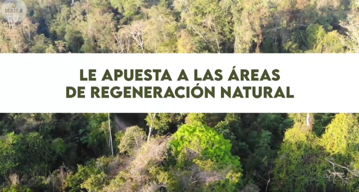 NAISA le apuesta a las áreas de regeneración natural imagen