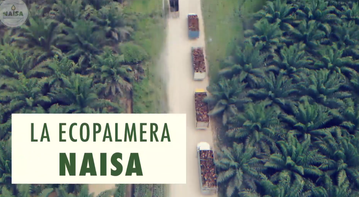 La ecopalmera NAISA cumple responsablemente con los principios de desarrollo imagen