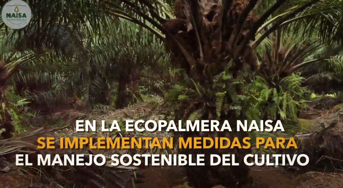 En la ecopalmera NAISA se implementan medidas para el manejo sostenible del cultivo imagen