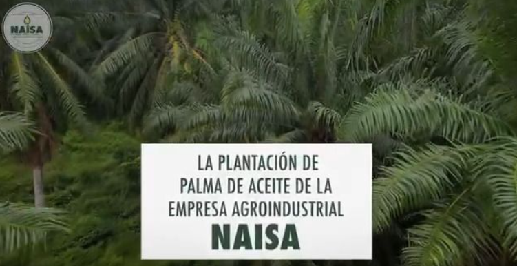 La plantación de palma de aceite de la empresa Agroindustrial NAISA imagen