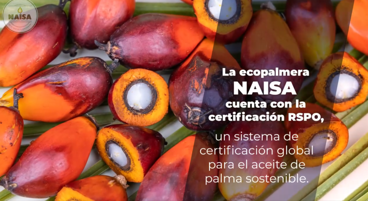 La ecopalmera NAISA cuenta con la certificación RSPO imagen