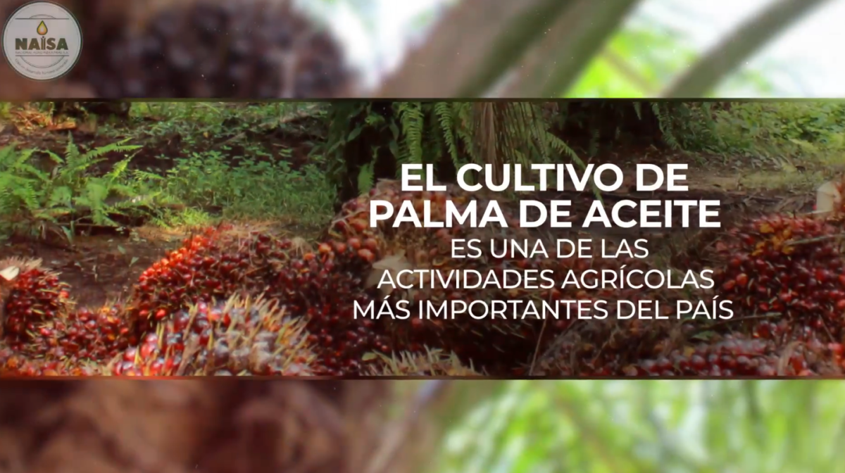 El cultivo de palma de aceite es una de las actividades agrícolas más importantes del país imagen