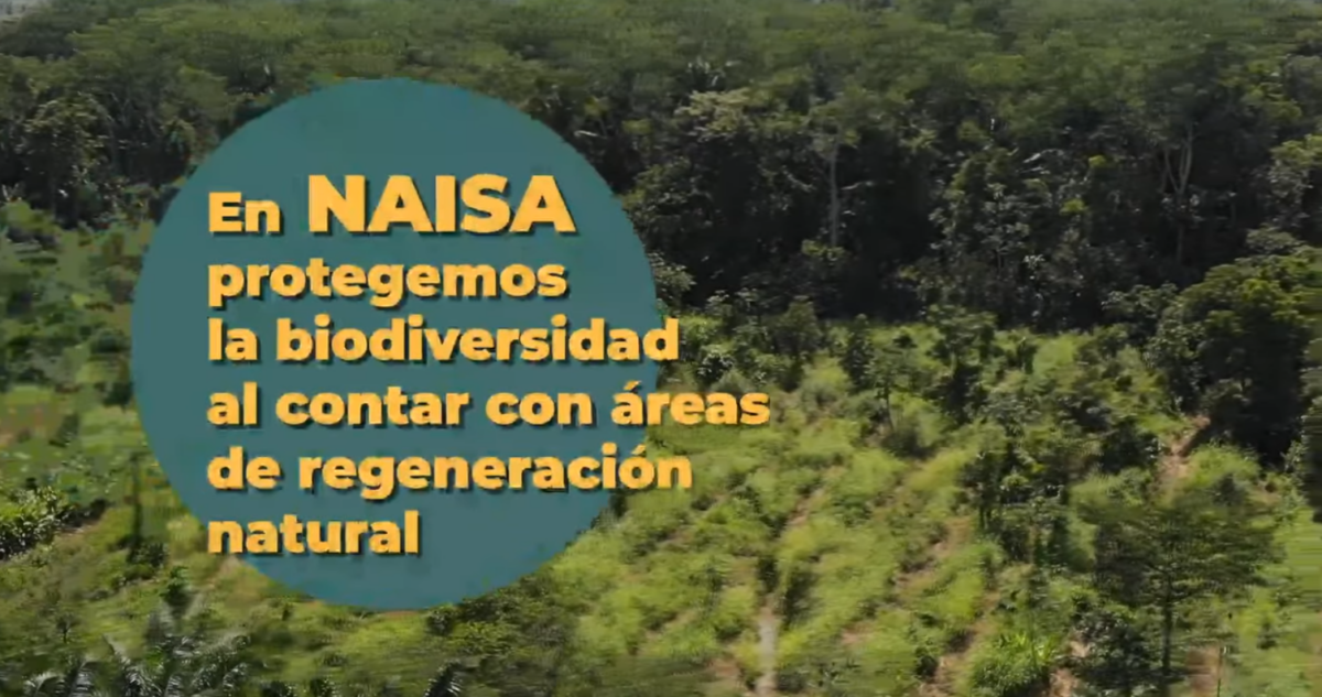 En NAISA protegemos la biodiversidad al contar con áreas de regeneración natural imagen
