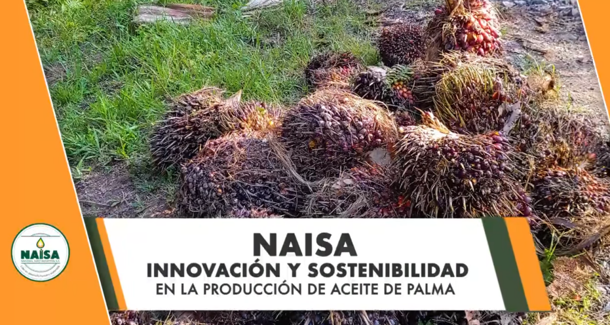 NAISA innovación y sostenibilidad en la producción de aceite de palma imagen