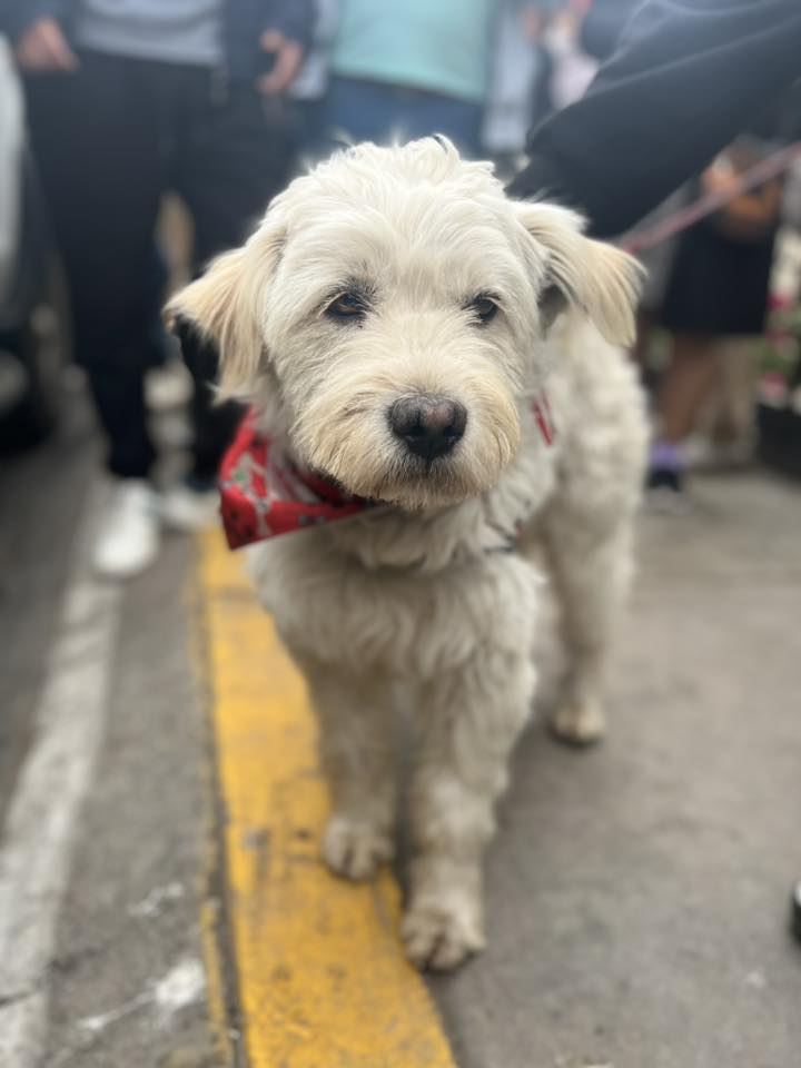 Firulay el rostro de la solidaridad en Perú imagen
