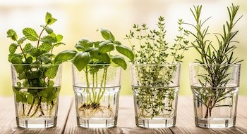 Las 6 plantas de interior que pueden crecer en agua y darle un aire elegante a cualquier espacio imagen