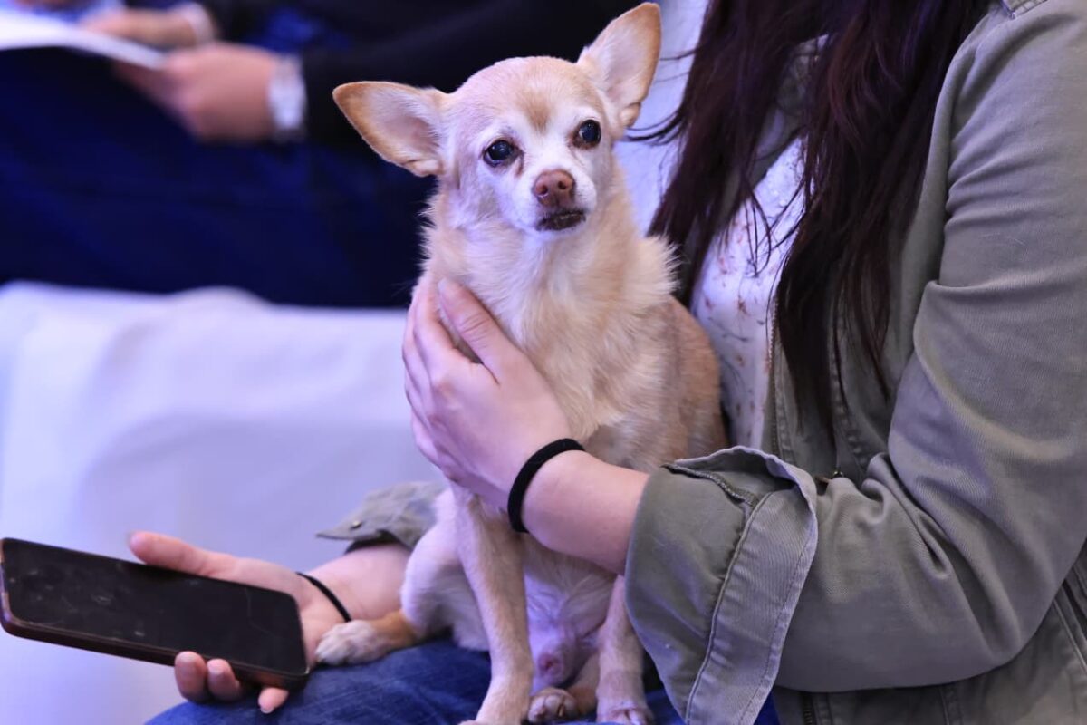 UBAAPP, guardiana del bienestar animal en Guatemala imagen