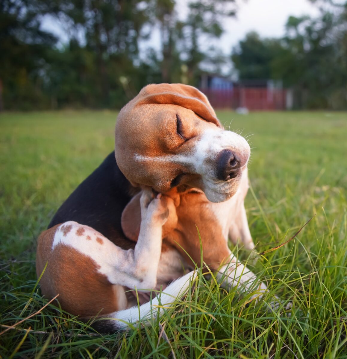 ¿Tu mascota se rasca mucho? Señales de alerta en su piel que no debes ignorar imagen