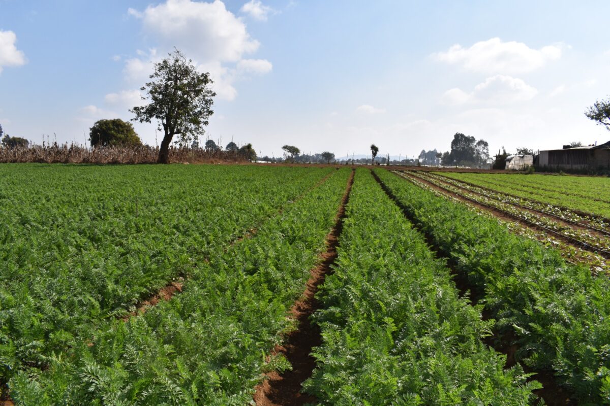 Carrera contra el clima en los campos guatemaltecos imagen